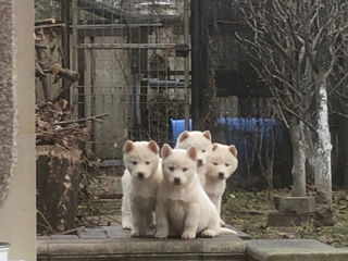 Husky Albinos foto 7