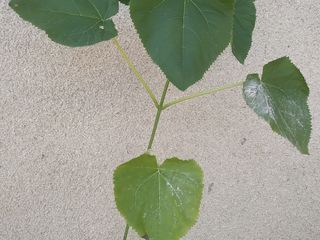 paulownia tomentosa foto 2