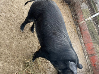 Mangalita cu duroc foto 2