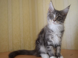 Main Coon fete si băieți disponibili foto 4