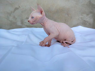 Котята канадского сфинкса / Sphynx Canadian foto 6