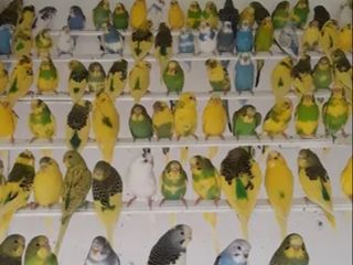Продаю попугаев для разговора.разных особей.Разных возрастов.В наличии есть клетки корма. foto 7