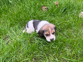 Se vând cățeluși rasa Beagle foto 7