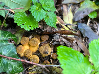 Ciupercele sunt de pădure foto 9