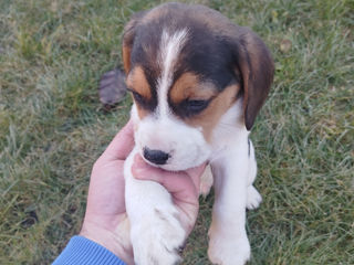 Beagle Tricolor