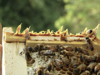 Propolis recolta 2024. Miere de Salcim, Tei, Polen foto 2