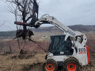 Defrisarea viilor și livezilor foto 1