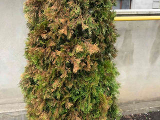 Soluție de tratare,reanimare(conifere) brazi,tui,pini,floră ,pomicultură. foto 9