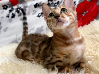 Bengal kittens. foto 4