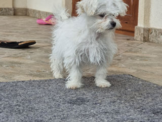 Bichon Maltese