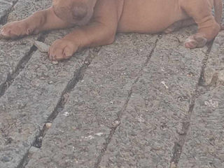 Vind Urgent"cățeluș rasă Pură Pit Bull Red Nose foto 6