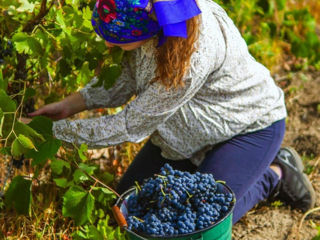 Poama / Struguri pentru Vin cele mai bune soiuri , stropite , Factura , ofertă specială foto 5