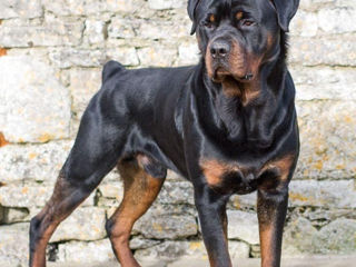 Mascul rottweiler montă