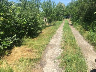 Danceni, Teren 6 ari I.P Strugurel 9 Km de Chisinau foto 3