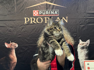 Котята породы Maine Coon! На сообщения не отвечаю! foto 4