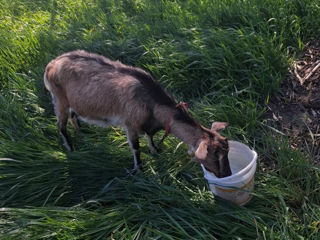 Vind Capre foto 2