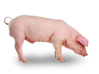 Vind porc  crescut în condiții de casă foto 1