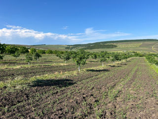 Livadă de nuci, soi Pescianski foto 8