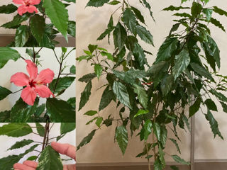 Vind flori de camera sau oficiu! Комнатные растения для офиса и дома! foto 2