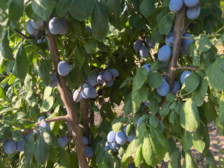 Cumparam Prune pentru Prelucrare foto 1