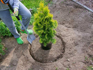Curățenie grădină,Sapturi,semanat,plantare copaci,tuns iarba,tuie Уборка территории,Aducem pământ foto 5