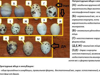 Предлагаем высококачественные инкубационные яйца породы "fenix auriu" foto 2