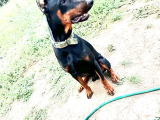 Doberman foto 1