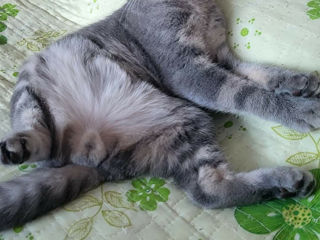 Scottish fold foto 3