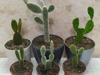 Cactus.Livrare. / Кактус. Доставка. foto 3