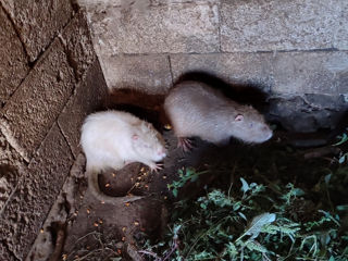 Vând o familie de nutre afăta foto 1