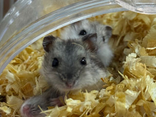 Hamsteri gratis foto 2