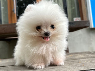 Spitz Pomeranian foto 2