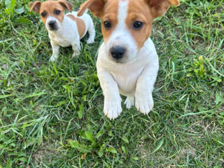 Jack Russell Terrier foto 1