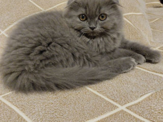 Motănel Scottish fold long hair