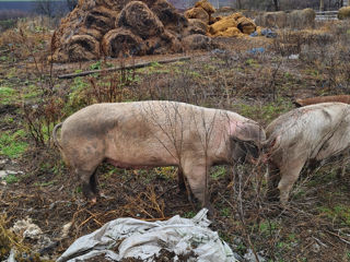 Porci de casă, rasă de carne foto 6