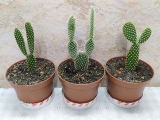 Cactus.Livrare. / Кактус. Доставка. foto 4