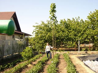 Puieti de Paulownia .Саженцы  Павловнии . foto 7