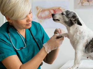 Medic veterinar cu experienta acorda un spectru larg de servicii si tratamente.
