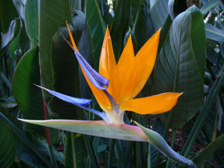 Semințe Strelitzia reginae - Floarea Paradisului.