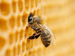 Продаются пчелосемьи. foto 2