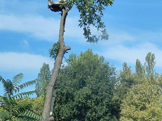 Taiere si indepartarea arborilor, Servicii Autoturn , curatarea terenuri , pășuni !!! foto 17