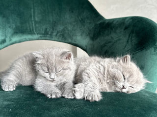 Vând 2 pisicuțe fetițe British Shorthair/Longhair foto 9