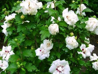 Hortensii,clematis,cala,azalii,hibiscus foto 3