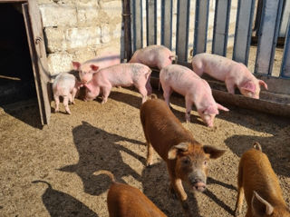 Purceluși de vînzare,  rasă de carne foto 8