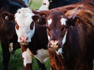 Комбикорма для животных / Nutrețuri combinate pentru animale foto 4