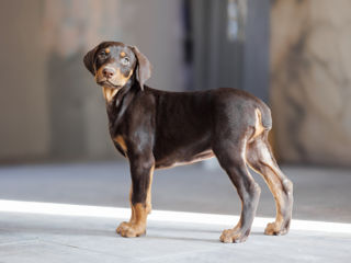 Doberman foto 3