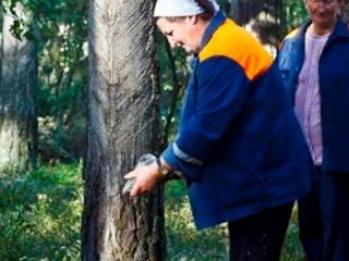 Ulei terebenthine, skipidar, скипидар, живичное масло натурпроизвод. Сибирская сосна и кедр foto 5