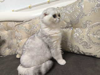 Scottish fold foto 2