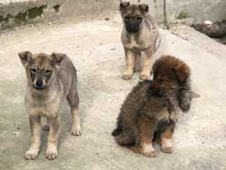 Ofer in dar caini, Husky Metis foto 1