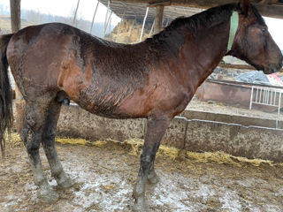 Cumpăr animale la carne și creștere! foto 3